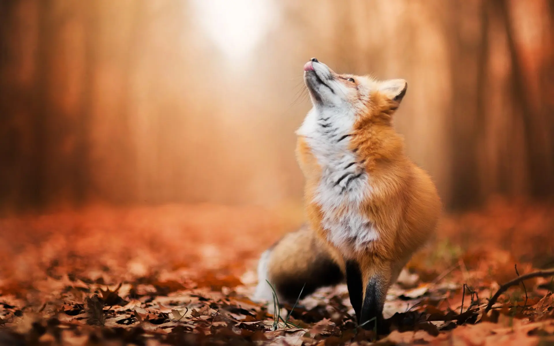 Red-fox-look-up-forest-autumn_1920x1200