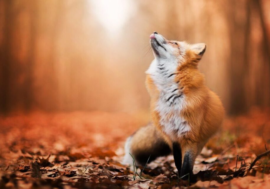 Red-fox-look-up-forest-autumn_1920x1200